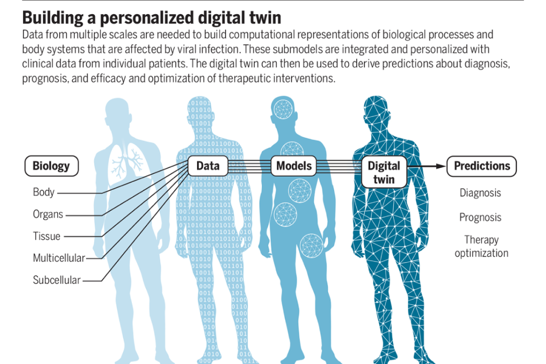 Using digital twins in viral infection