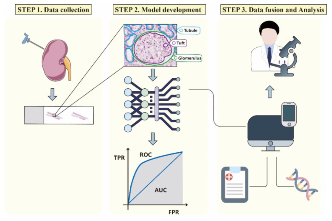 Artificial Intelligence-Assisted Renal Pathology: Advances and Prospects