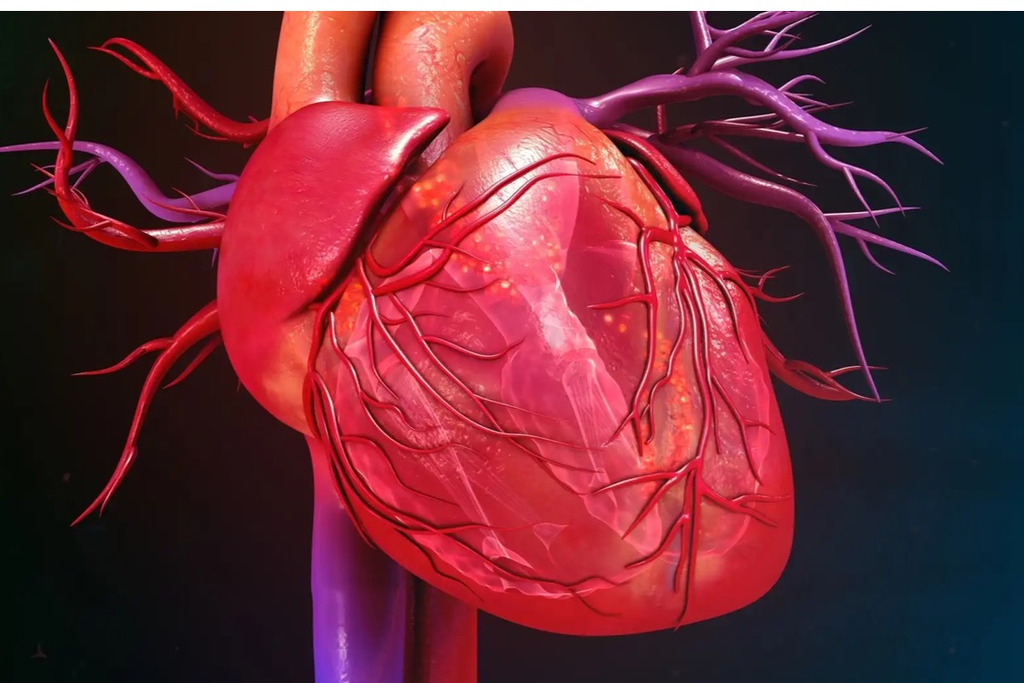 No echocardiography, no problem? AI evaluates cardiac function using chest X-rays