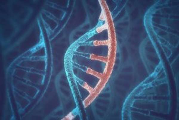 A DNA language model based on multispecies alignment predicts the effects of genome-wide variants