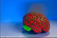 Treatable tumor models grown in the lab