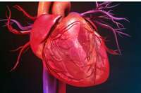 No echocardiography, no problem? AI evaluates cardiac function using chest X-rays